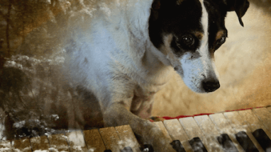 ERICKSON-dog-lolabelle-IS