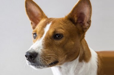 LEONARD-Basenji-IS