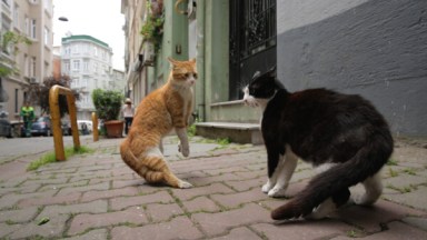 erickson-kedi-cats-fight-copy