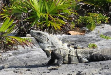 chauvin-tulum-natural-copy