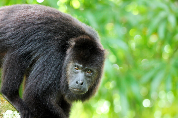 A mother black howler monkey coaxed from high up in the tree by bananas checks out the visitors at the Howler Monkey Sanctuary in Belize.