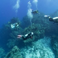 Narwhal Divers exploring Cozumel’s Playacar Reef on the company’s first dive trip to Mexico.